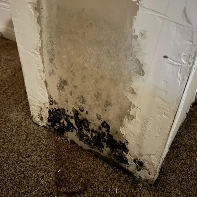 Professional Mold Removal in Euclid, OH